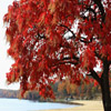 Jigsaw: Red Tree