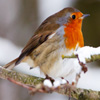 Jigsaw: Robin In Winter