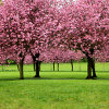 Jigsaw: Sakura Trees