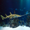 Jigsaw: Sawfish