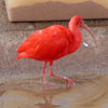 Jigsaw: Scarlet Ibis