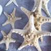 Jigsaw: Sea Stars