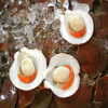 Jigsaw: Shellfish