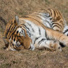 Jigsaw: Sleeping Tiger