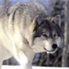 Jigsaw Snow Wolf