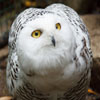 Jigsaw: Snowy Owl