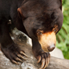 Jigsaw: Sun Bear