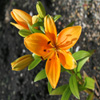 Jigsaw: Sun Lily