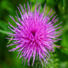 Jigsaw: Thistle