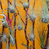 Jigsaw: Tillandsia