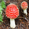 Jigsaw: Toadstool