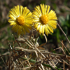 Jigsaw: Tussilago