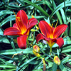 Jigsaw: Twin Tiger Lilies