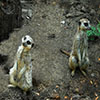 Jigsaw: Two Meerkats