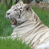 Jigsaw White Tiger