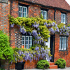 Jigsaw: Wisteria Covered House