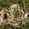 Jigsaw: Wood Formation