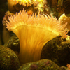 Jigsaw: Yellow Actinia