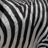 Jigsaw: Zebra Stripes