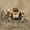 Jumping Spider Slider