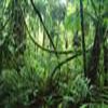 jungle world