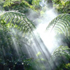 Jungle Light