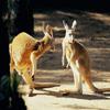 kangaroo puzzle