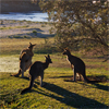 Kangaroos