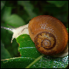 Kind of Snail