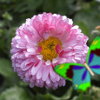 Kingdom of the flowers: Bellis