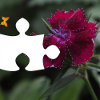 Kingdom of the flowers: Garden beauty