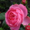 Kingdom of the flowers: Pink rose