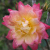 Kingdom of the flowers: Yellow rose