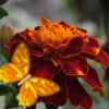 Kingdom of the flowers: Garden flowers