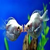 Kissing fishes slide puzzle