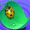 Ladybug on the leaf slide puzzle