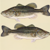 Largemouth Bass Puzzle