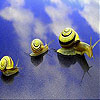 Lazy snails slide puzzle