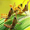 Leaf and grasshopper slide puzzle