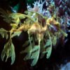 Leafy Sea Dragon Jigsaw