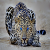 Leopard Slide Puzzle