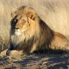 Lion Jigsaw Puzzle