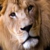 Lions Slider