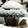 Little bird and snow puzzle