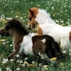 Little Dogs
