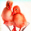 Little naughty chicks puzzle