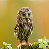 Little owl slide puzzle