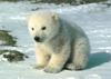 Little Polar Bear