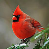Little red bird slide puzzle