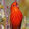 Little singer birds puzzle